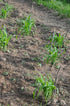 Blue Rainbow Corn Landrace